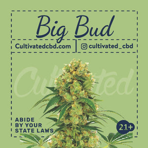 Cultivated Homegrow 3 Seed Pack | Big Bud